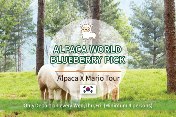 Alpaca X Mario Tour