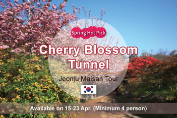 Jeonju Maisan Cherry Tour