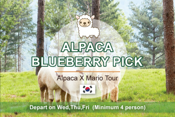 Alpaca X Mario Tour