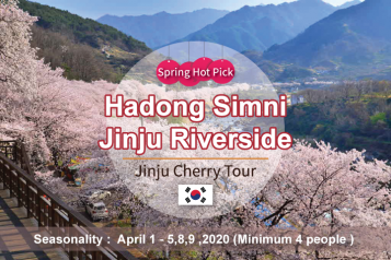 Busan Jinju Cherry Blossom Tour