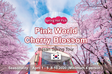 Busan Jinhae Cherry Blossom Tour
